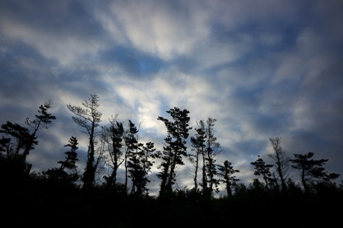 Evergreens At Sunrise, Block Island, RI (8516 SA).jpg Evergreens At Sunrise, Block Island, RI (8516 SA).jpg